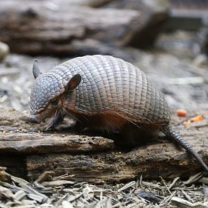 Screaming Hairy Armadillo