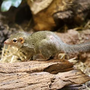 Northern Treeshrew
