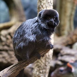 Goeldi's Monkey