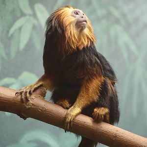Golden-headed Lion Tamarin