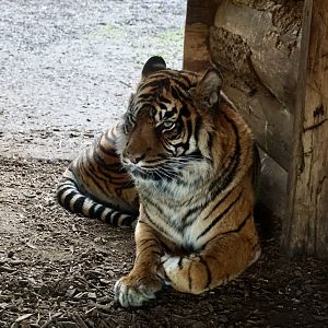 Sumatran Tiger (Daseep)