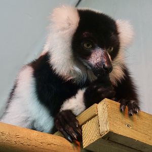 Black and White Ruffed Lemur