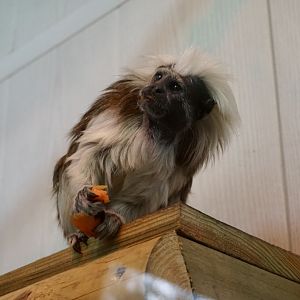 Cotton Top Tamarin