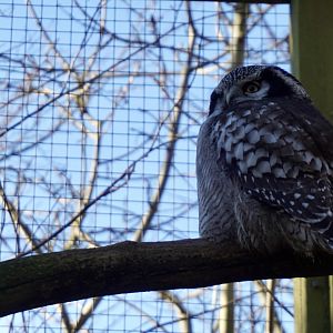 Northern Hawk Owl