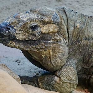 Rhinoceros Iguana