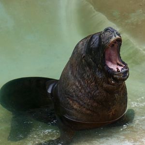 Patagonian Sea Lion (Oba)