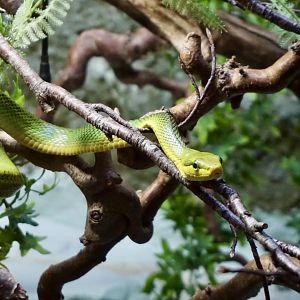Red-Tailed Green Ratsnake