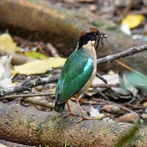 Noisy Pitta