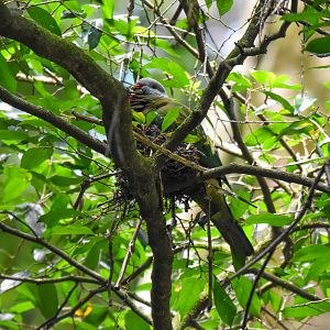 Wompoo Fruit-Dove nest