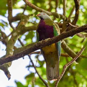 Wompoo Fruit-Dove