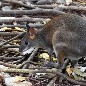Red-legged Pademelon