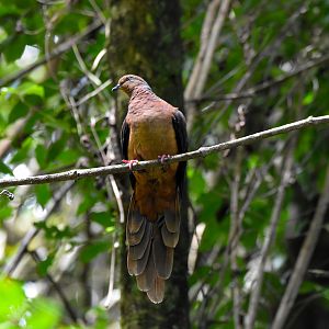 Brown Cuckoo Dove