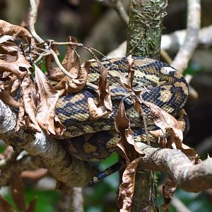 Coastal Carpet Python