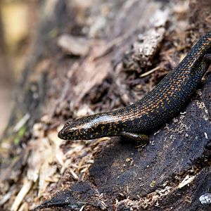Murray's Skink