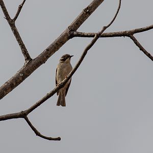 Brown-headed Honeyeater