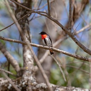 Mistletoebird