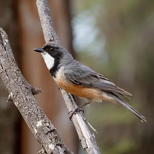 Rufous Whistler