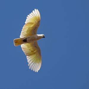 Sulfur-crested Cockatoo