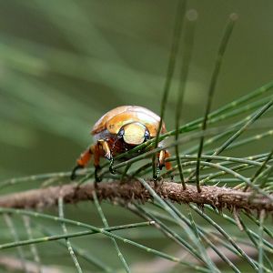 Christmas Beetle species