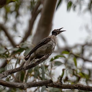 Noisy Friarbird
