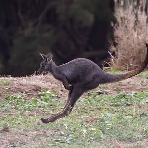 Wallaroo
