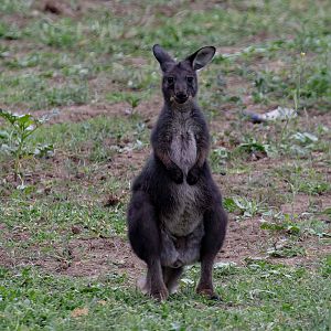 Wallaroo