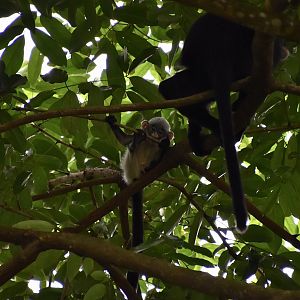 Raffles' Banded Langur (Presbytis femoralis) baby - Lower Peirce Reservoir