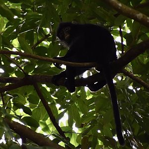 Raffles' Banded Langur (Presbytis femoralis) - Lower Peirce Reservoir