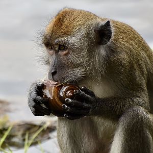 Crab-Eating Macaque (Macaca fascicularis fascicularis) feasting on an invasive apple snail - Lower Peirce Reservoir