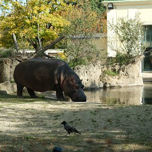 Common Hippopotamus (Hippopotamus amphibius)