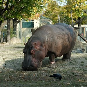 Common Hippopotamus (Hippopotamus amphibius)