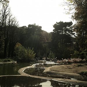 Flamingo Enclosure - Fall 2024
