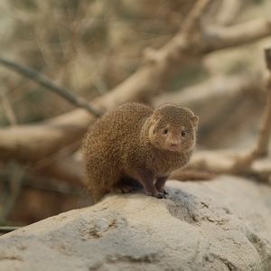 East African Dwarf Mongoose (Helogale parvula undulata)