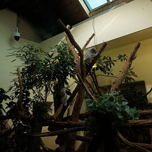 Koala House Interior - Fall 2024