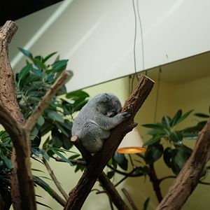 Queensland Koala (Phascolarctos cinereus cinereus)