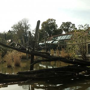 Ring-tailed Lemur Enclosure