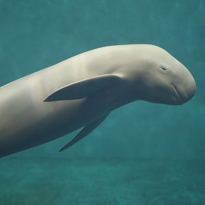 Finless porpoise
