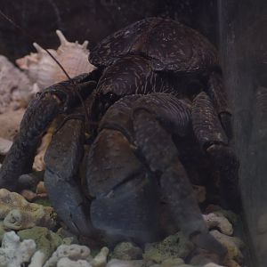 Coconut crab