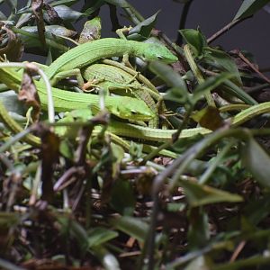Miyako grass lizard