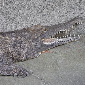 Australian freshwater crocodile