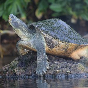 Red-crowned roofed turtle