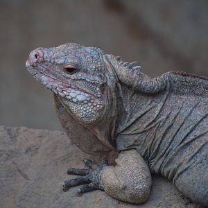 Central Bahamian rock iguana