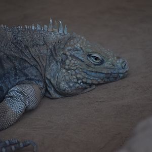 Cayman blue iguana
