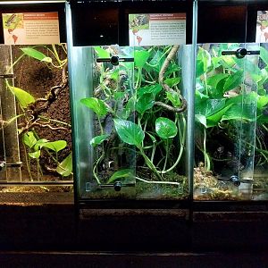 Reptile House - Poison Dart frogs