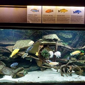 Reptile House - Lake Malawi aquarium