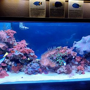 Reptile House - Coral reef aquarium