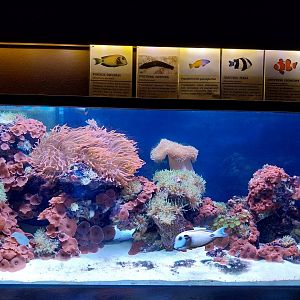 Reptile House - Coral reef aquarium