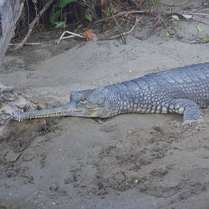 Gharial