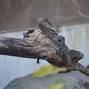 Gippsland water dragon