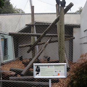 Monkey House - Black-crested mangabey enclosure